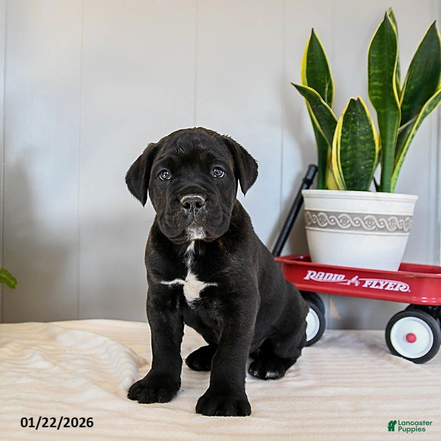 Cane Corso dogs Fido - Ad 2