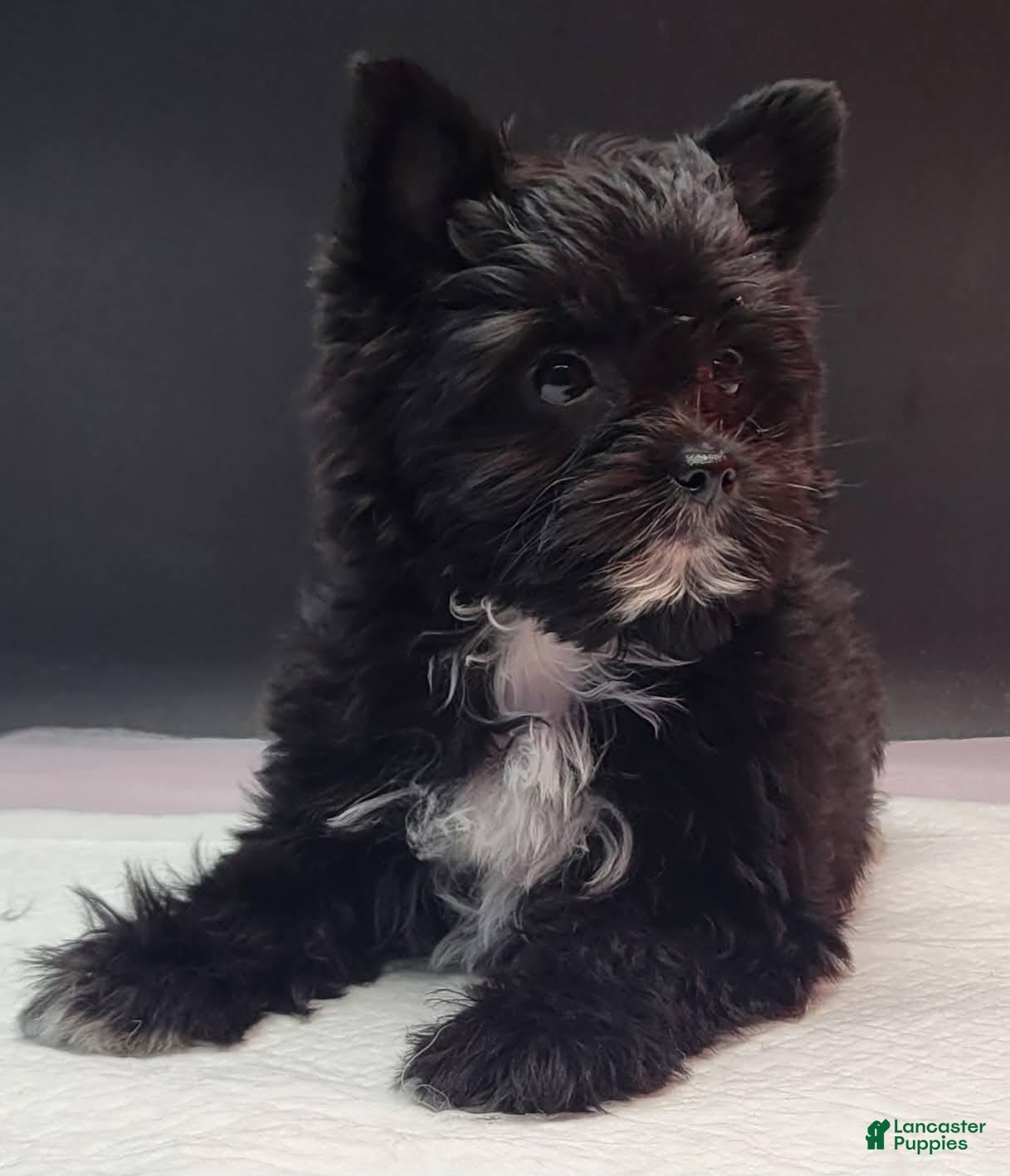 Yorkshire Terrier dogs Yorkshire Terrier 1 - Ad 1