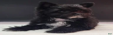 Yorkshire Terrier 1