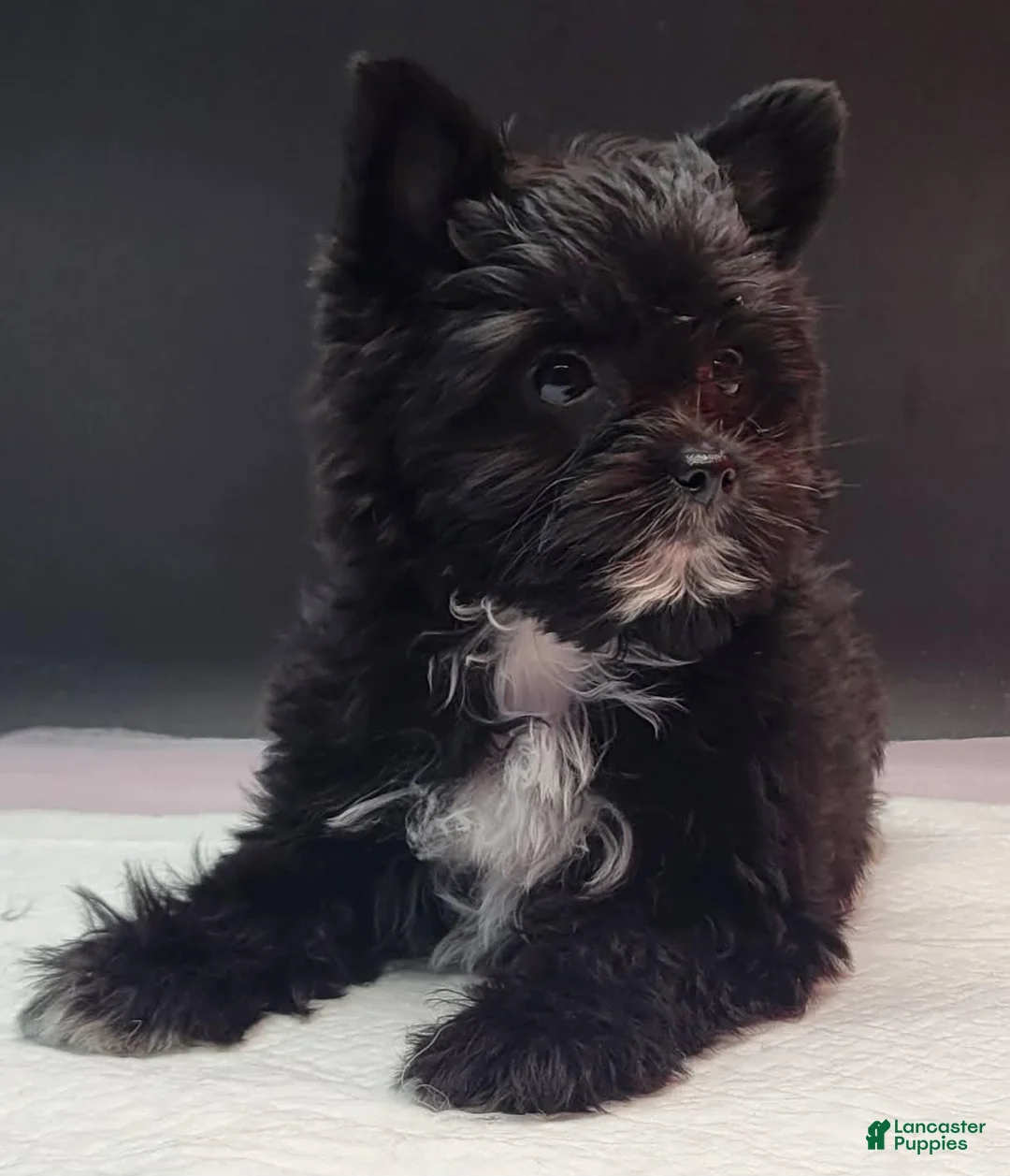 Yorkshire Terrier dogs for sale: Yorkshire Terrier 1 - Ad 1
