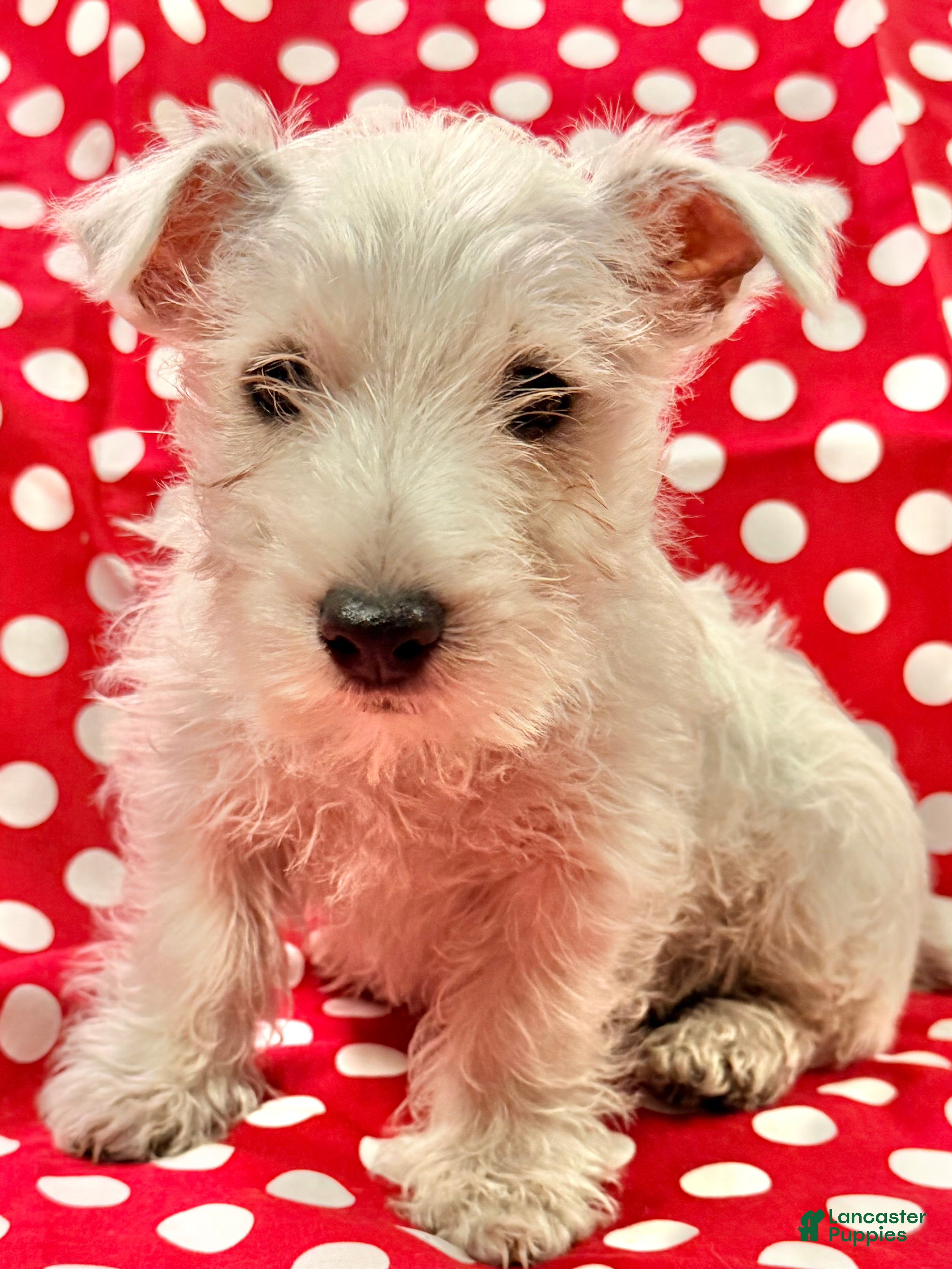 West Highland Terrier dogs Tucker - Ad 2
