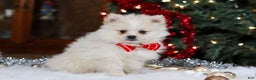 Pomeranian dogs for sale: Bowie - Ad 3