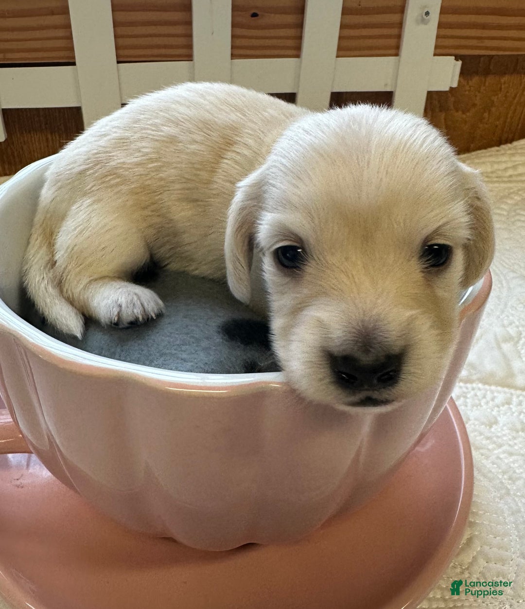 Miniature Dachshund dogs for sale: Leah - Ad 5