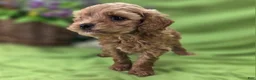 Cockapoo dogs for sale: Girdle - Ad 8