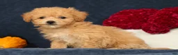 Bichpoo dogs for sale: Oaklynn - Ad 5