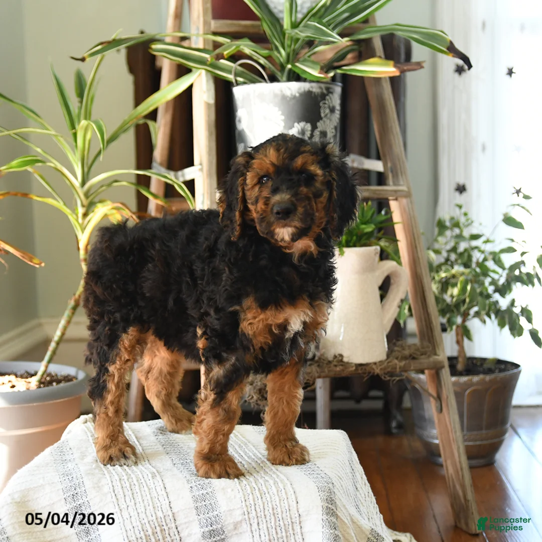 Standard Poodle dogs for sale: Dixie - Ad 2
