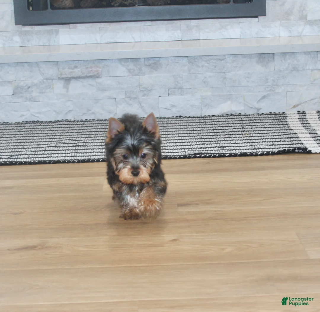 Yorkshire Terrier dogs for sale: Yorkshire Terrier Puppy 1 - Ad 5