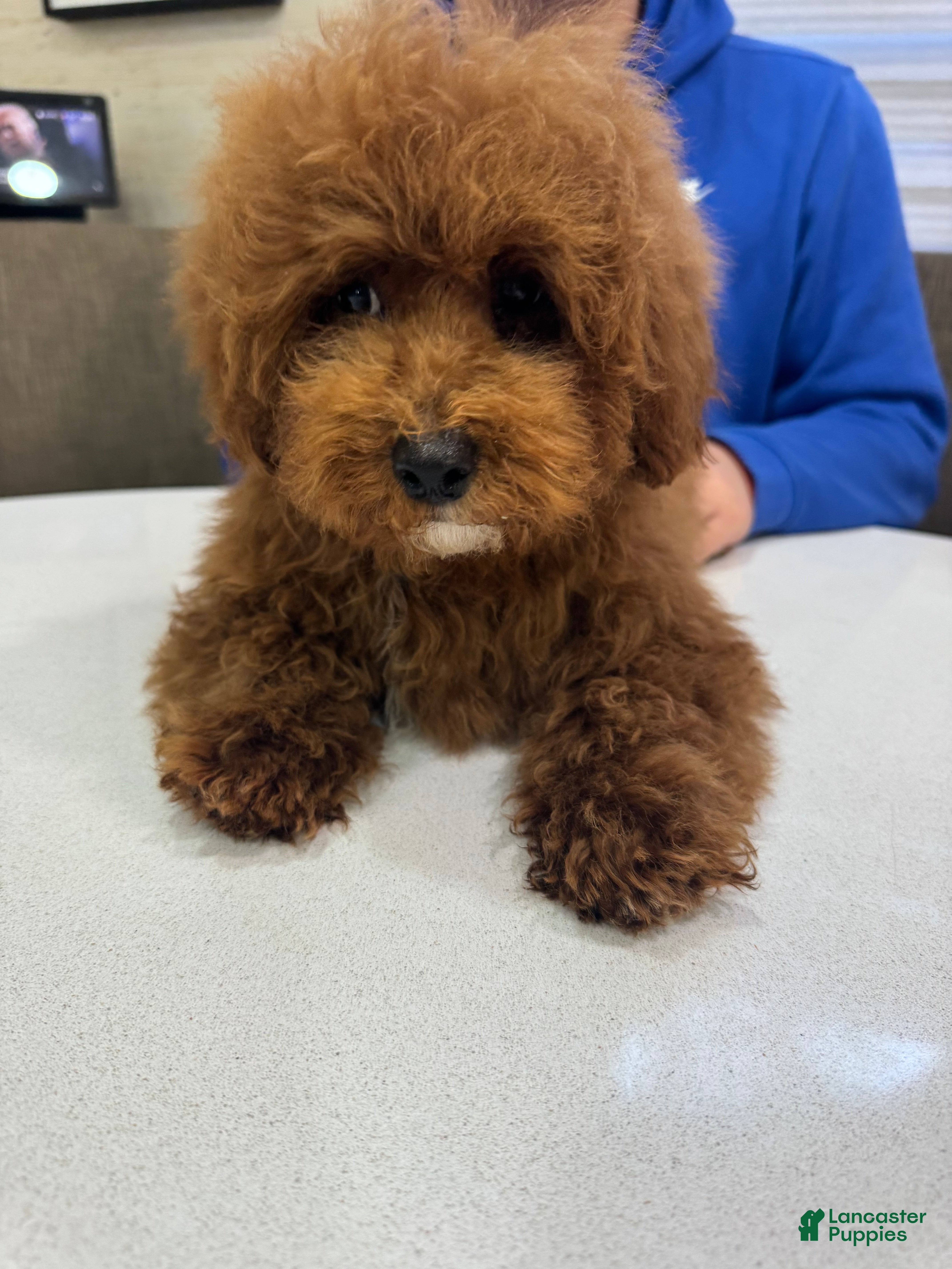 Toy Poodle dogs Cinnamon - Ad 1