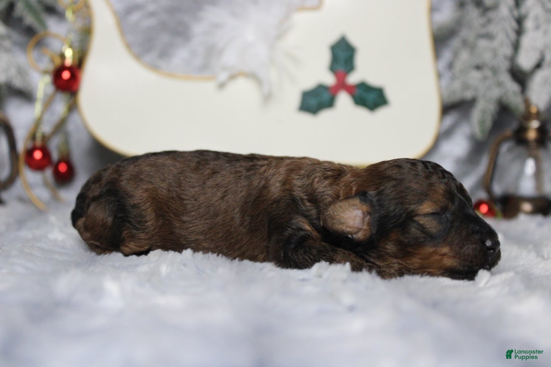 Toy Poodle dogs for sale: Sardonyx - Ad 7