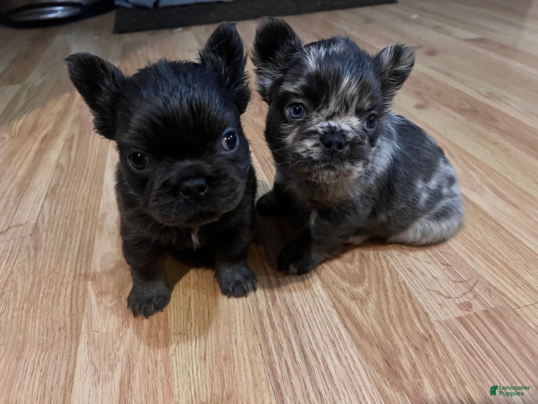 French Bulldog dogs for sale: French Bulldog Puppy 1 - Ad 6