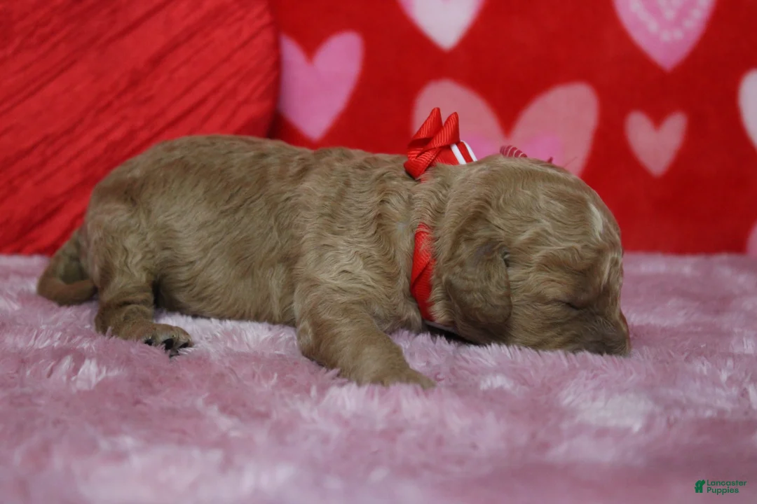 Goldendoodle dogs for sale: Dew - Ad 7