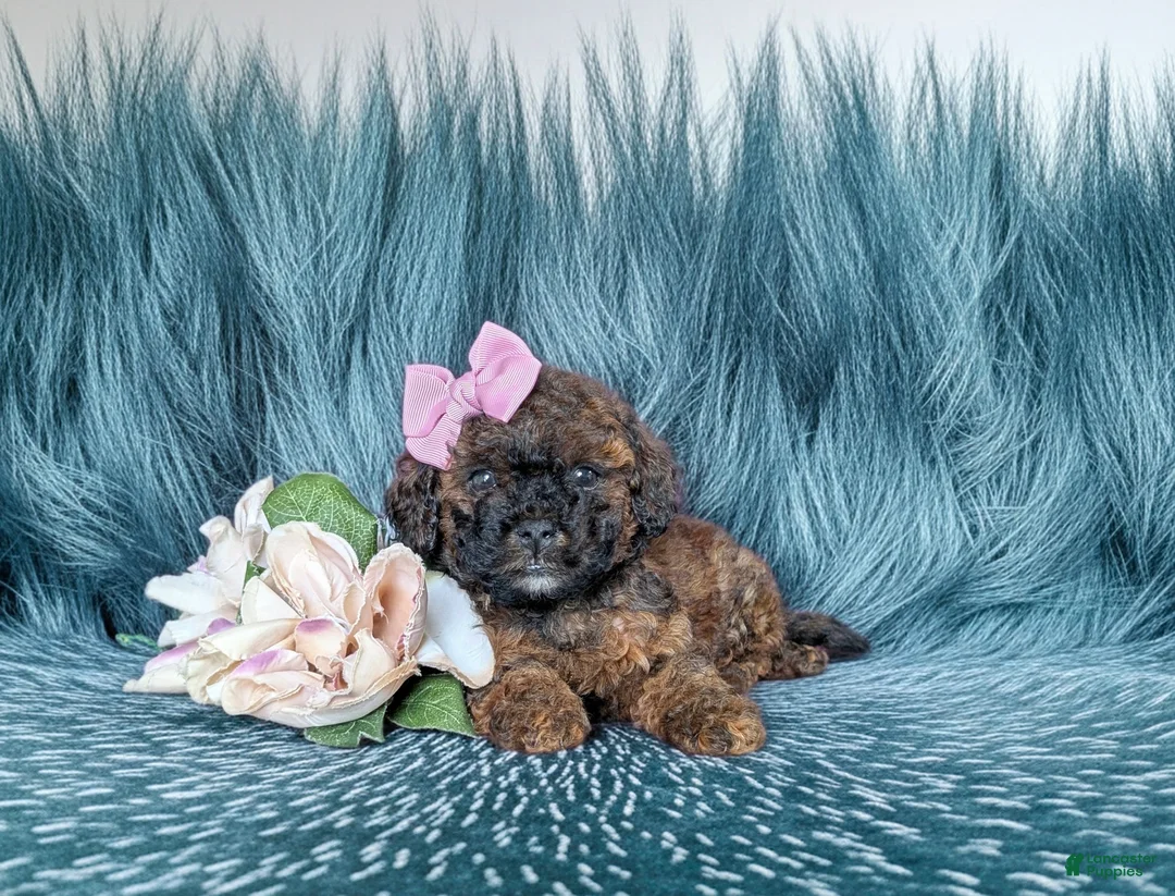 Lhasapoo dogs for sale: Chantell Hypoallergenic - Ad 5