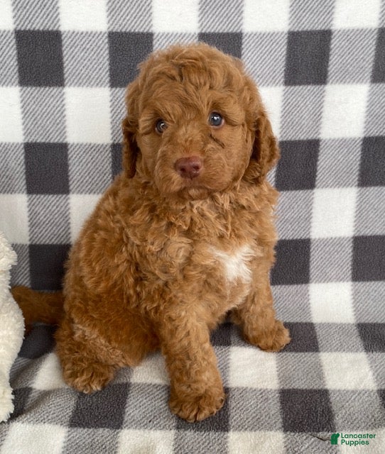 Mini Bernedoodle dogs Petey - Ad 1