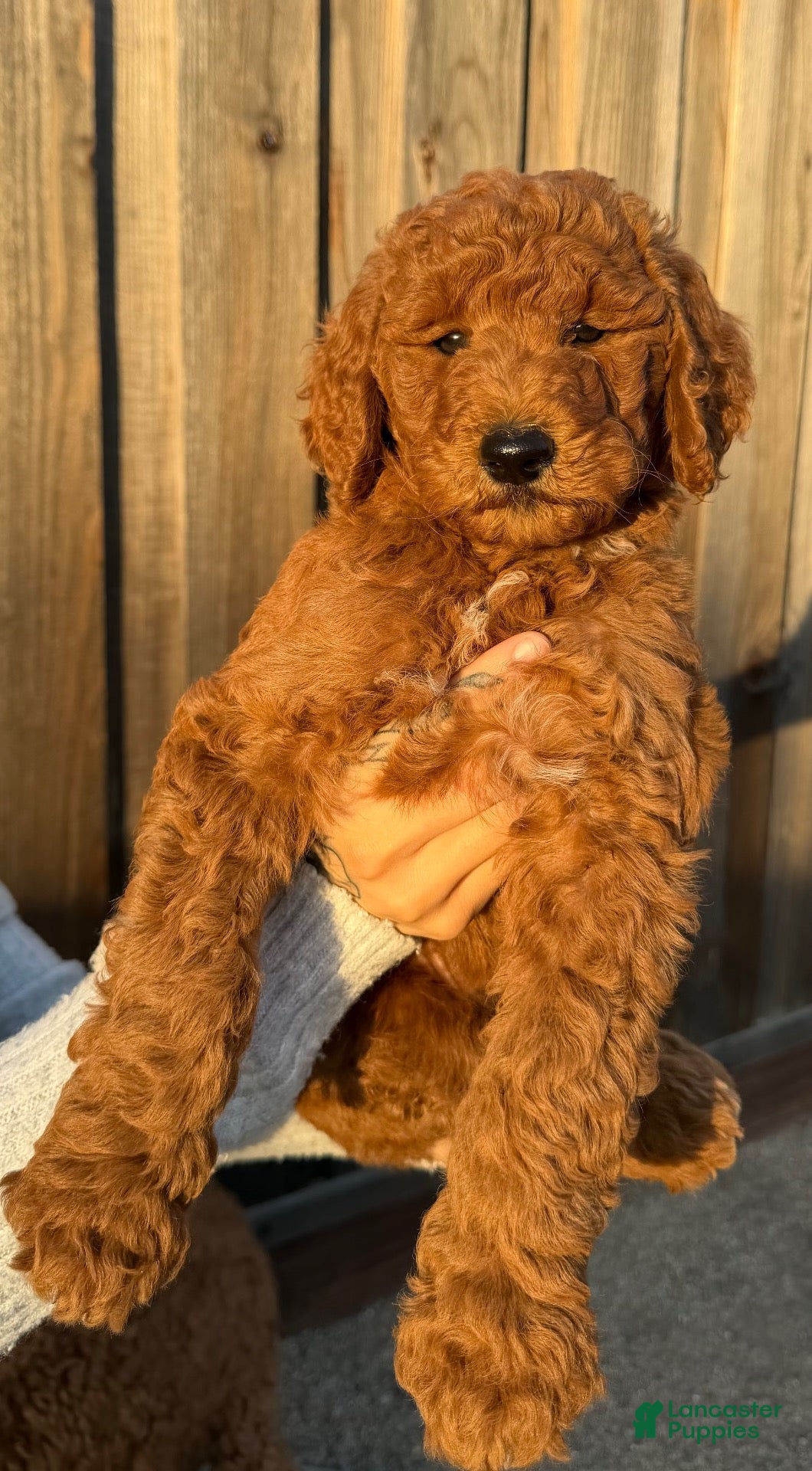 Goldendoodle dogs Goldendoodle 4 - Ad 15