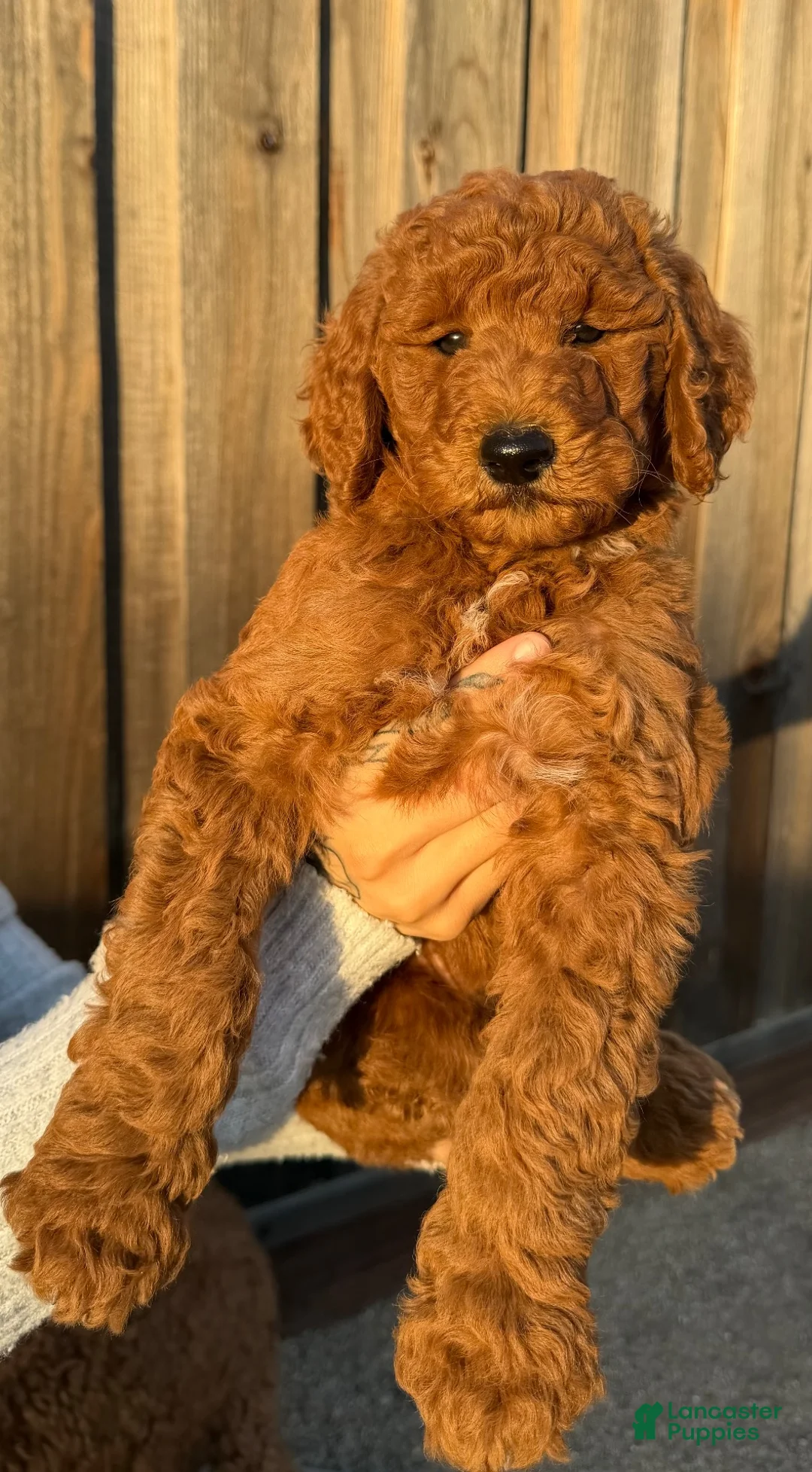 Goldendoodle dogs for sale: Goldendoodle 4 - Ad 1