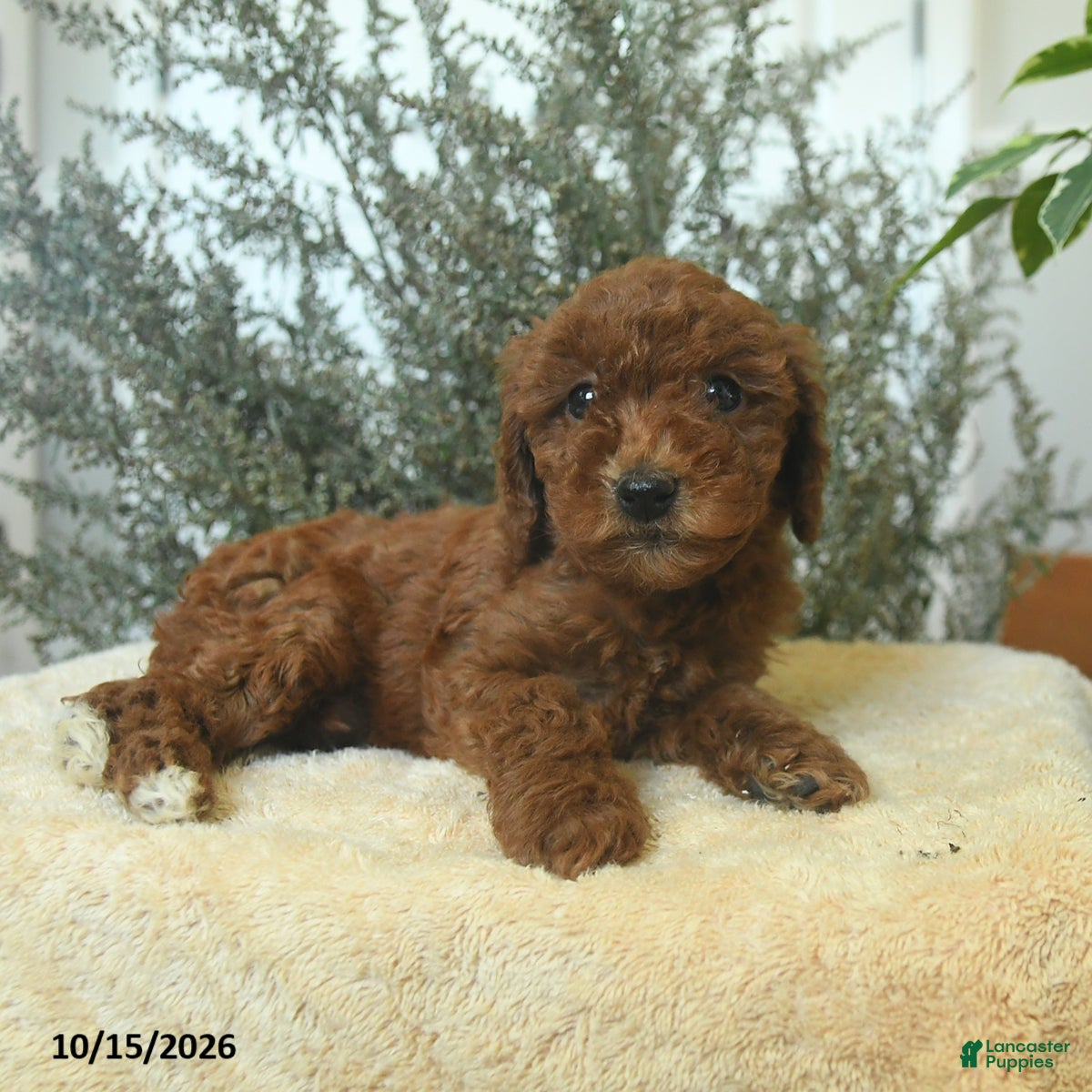 Miniature Poodle dogs Millie - Ad 1