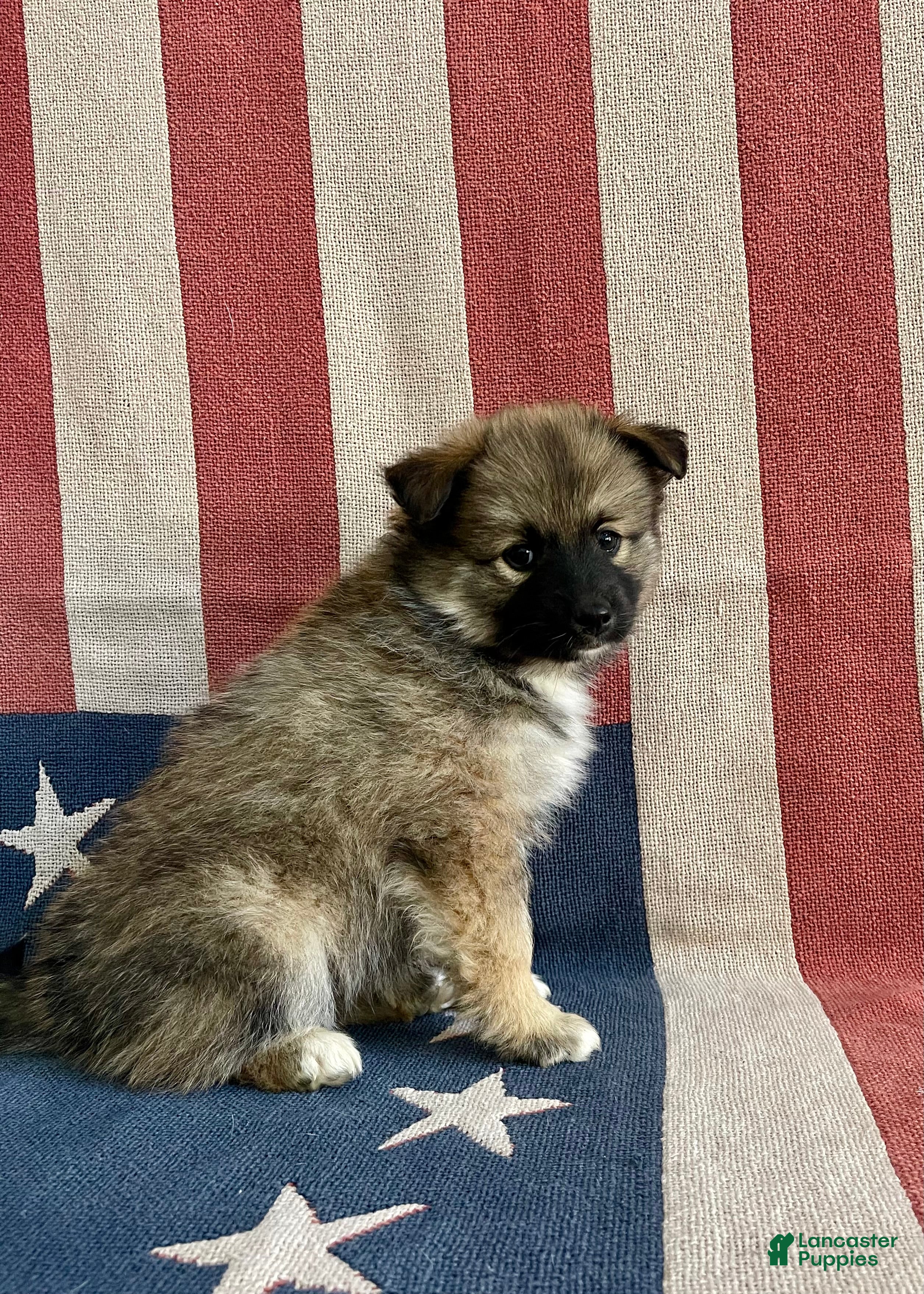 Pomsky dogs Clay - Ad 1