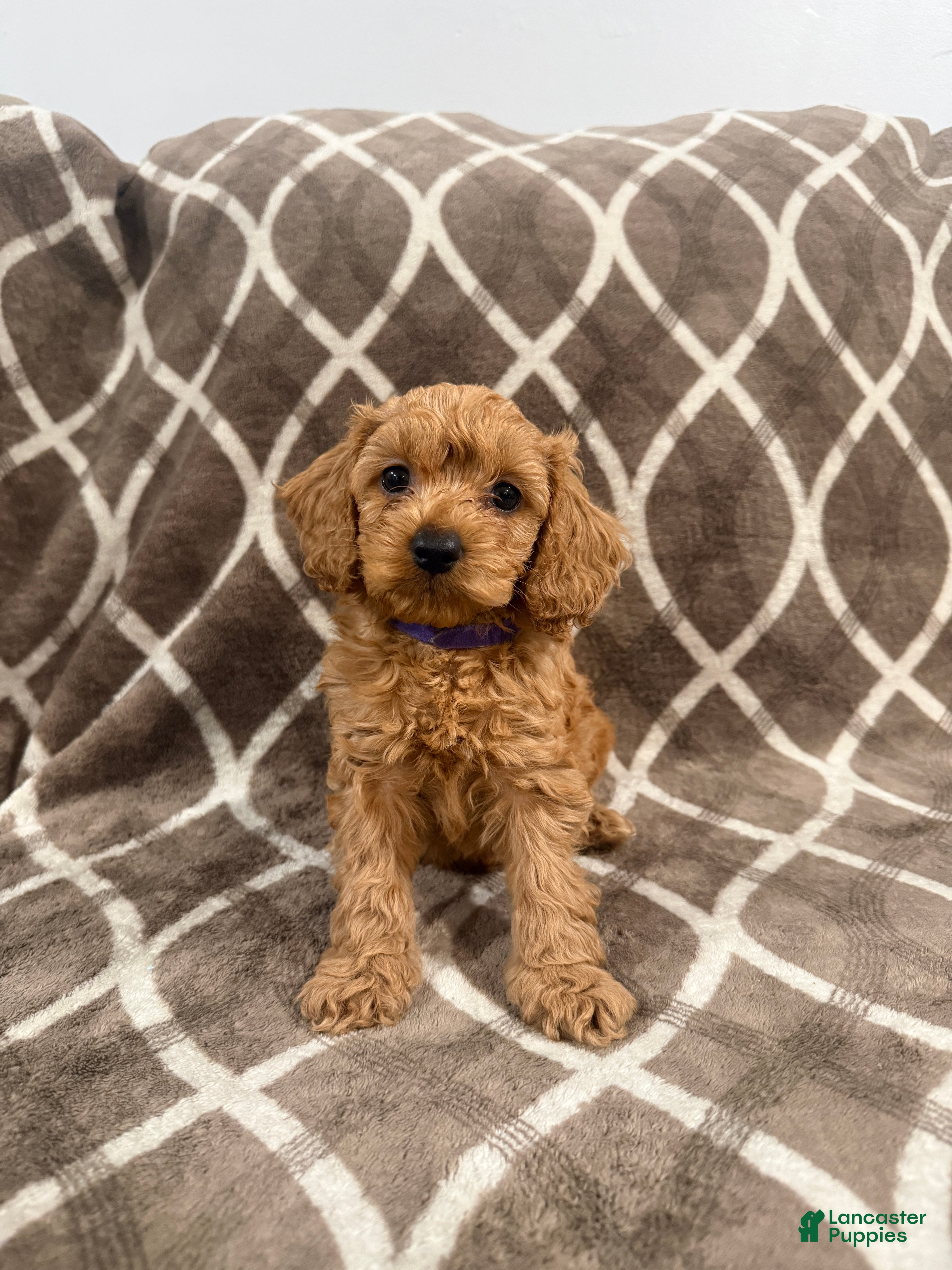 Cockapoo dogs Rusty - Ad 1