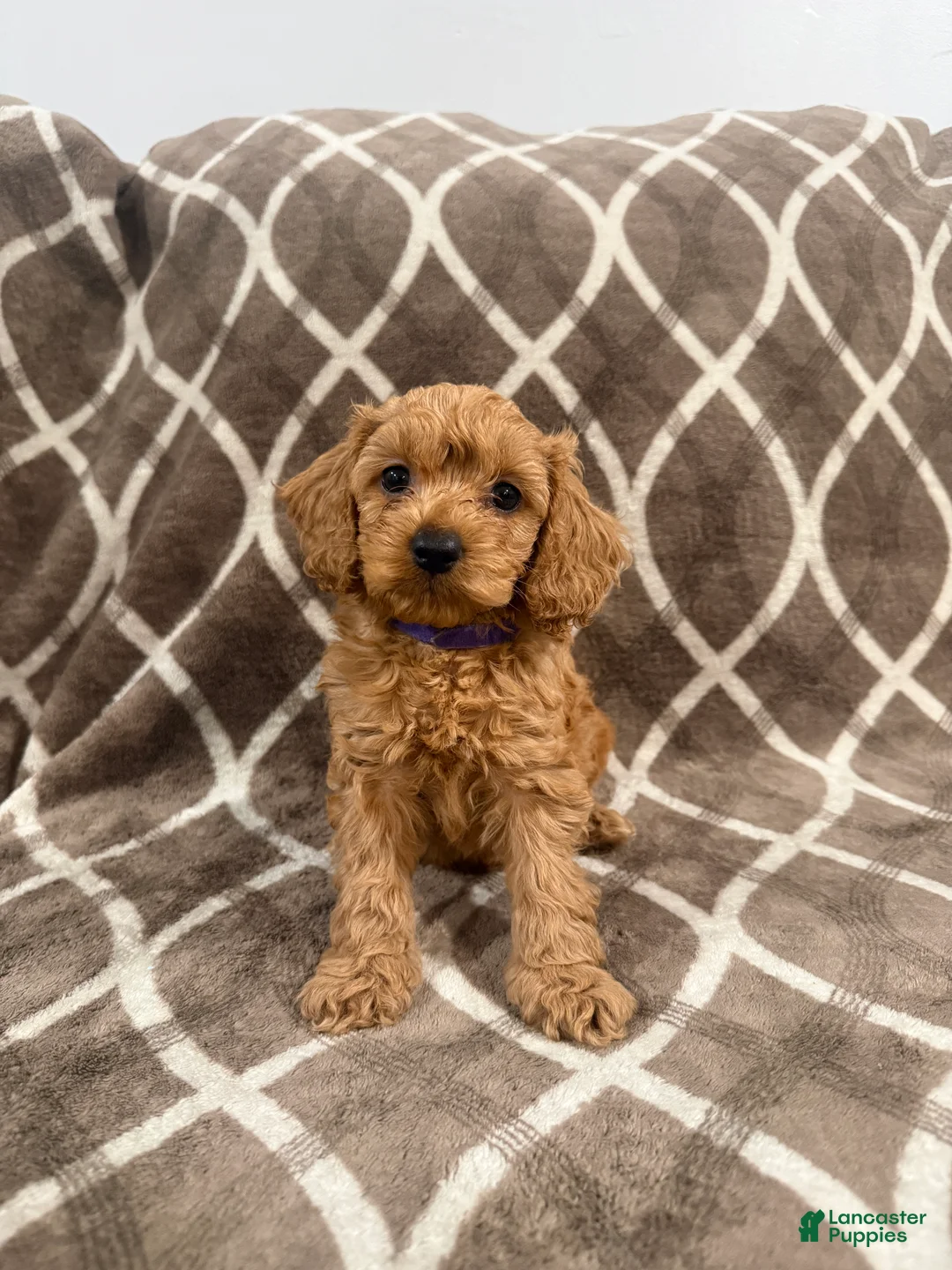 Cockapoo dogs for sale: Rusty - Ad 1