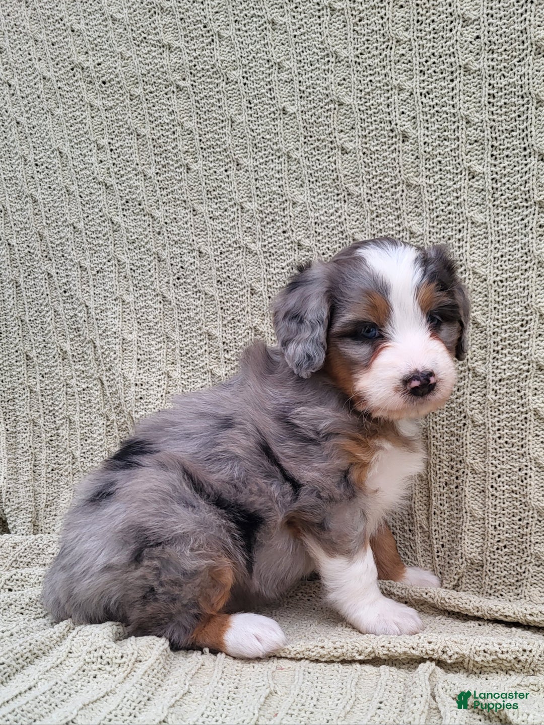 Mini Bernedoodle dogs for sale: Socks - Ad 2