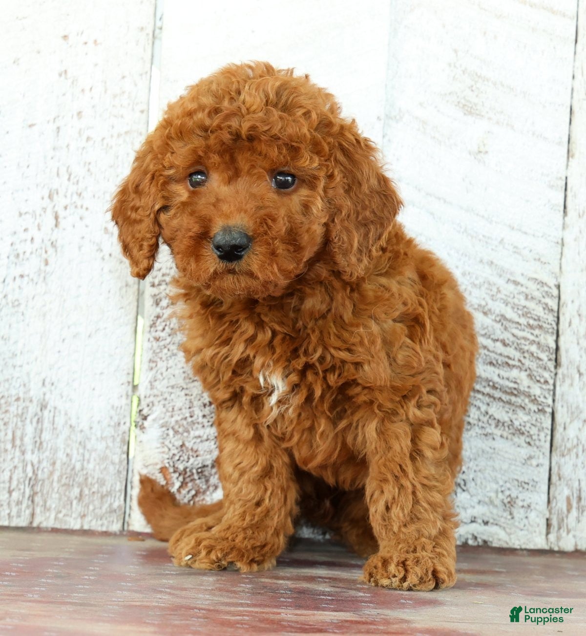 Mini Goldendoodle dogs Kylie - Ad 2