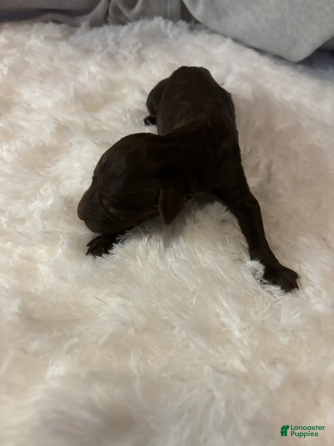 Goldendoodle dogs for sale: Chocolatte - Ad 3