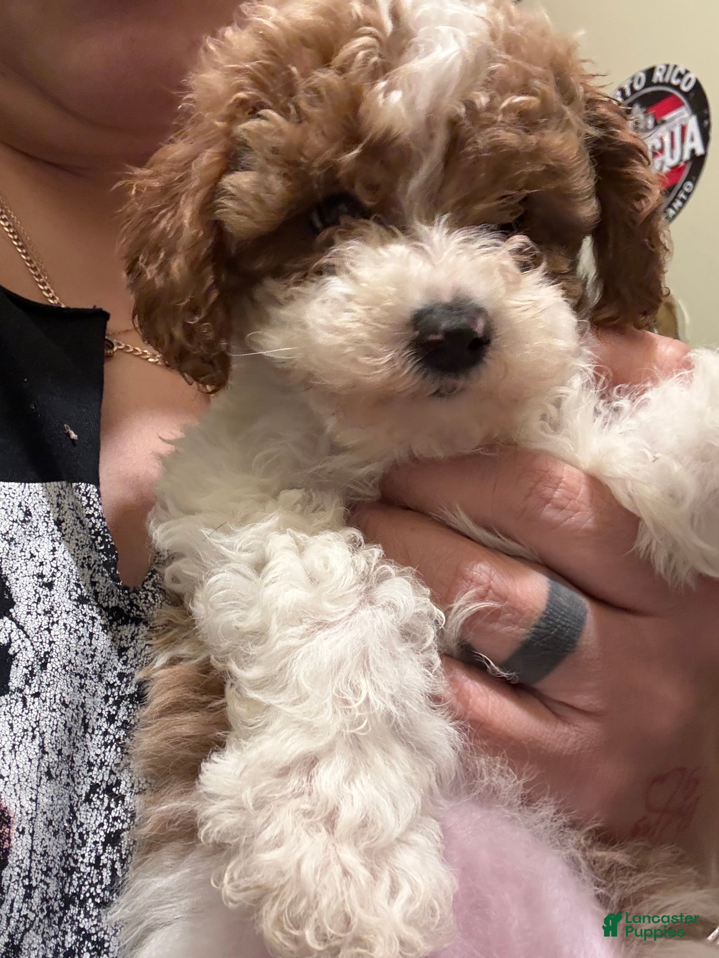 Cavapoo dogs Cavapoo Puppy 4 - Ad 1