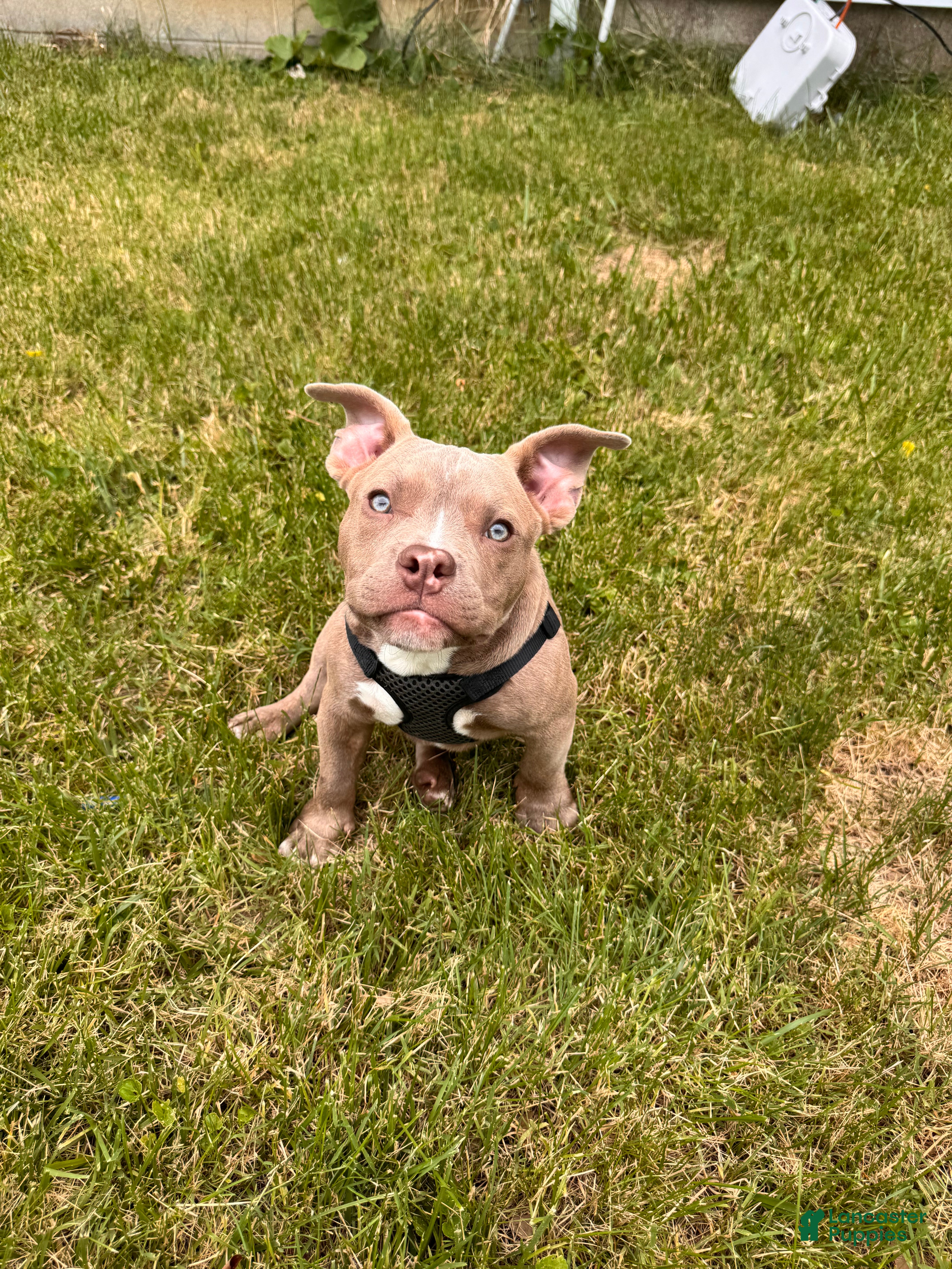 American Bully dogs Draco - Ad 1