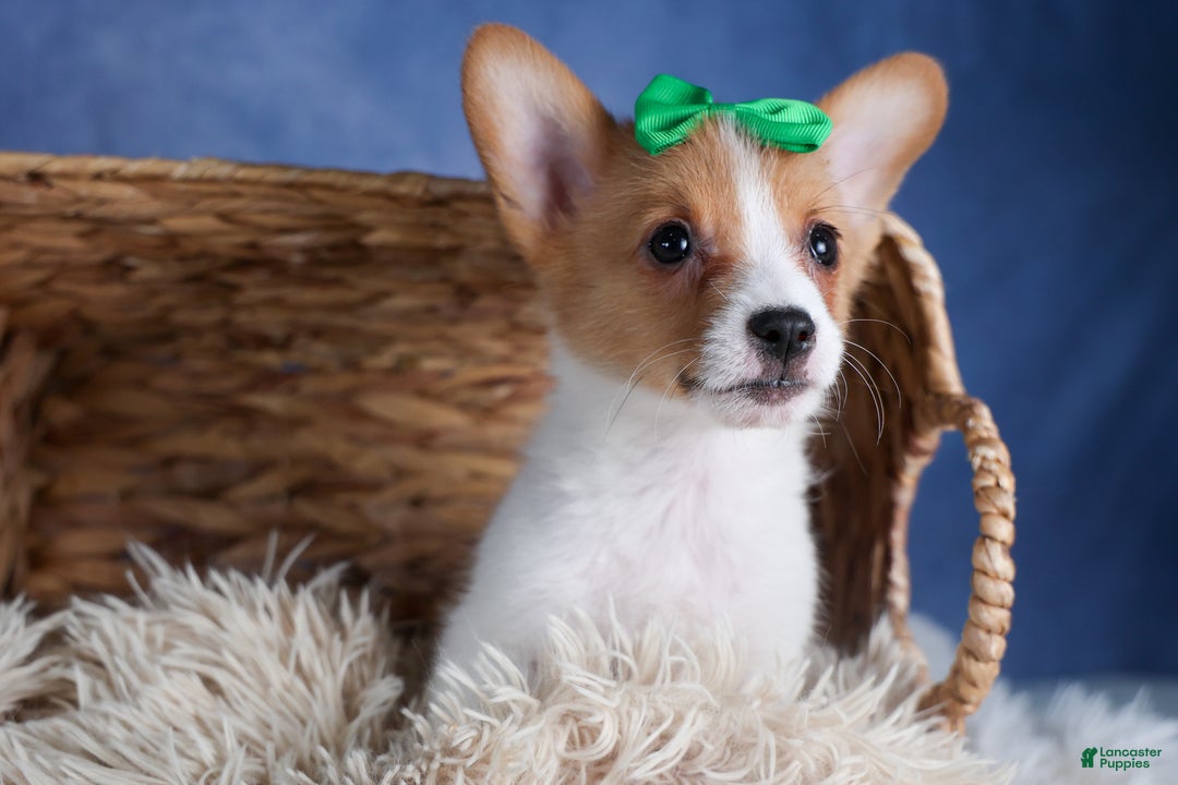 Welsh Corgi Pembroke dogs for sale: Larson - Ad 13