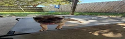 French Bulldog dogs for sale: Simba - Ad 2