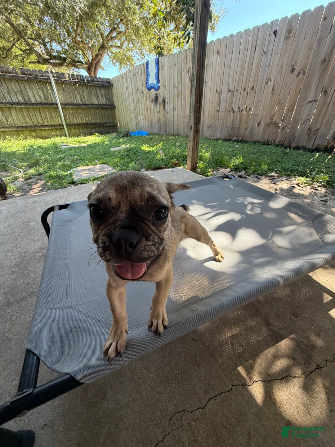 French Bulldog dogs for sale: Simba - Ad 2