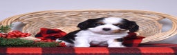 Cavalier King Charles Spaniel dogs for sale: Gwen - Ad 3
