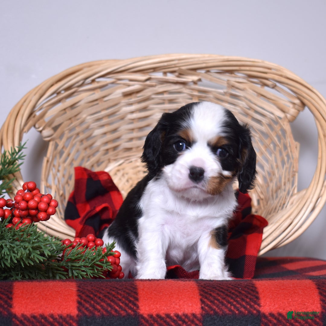 Cavalier King Charles Spaniel dogs for sale: Gwen - Ad 3