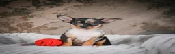 Chihuahua dogs for sale: Abby - Ad 10