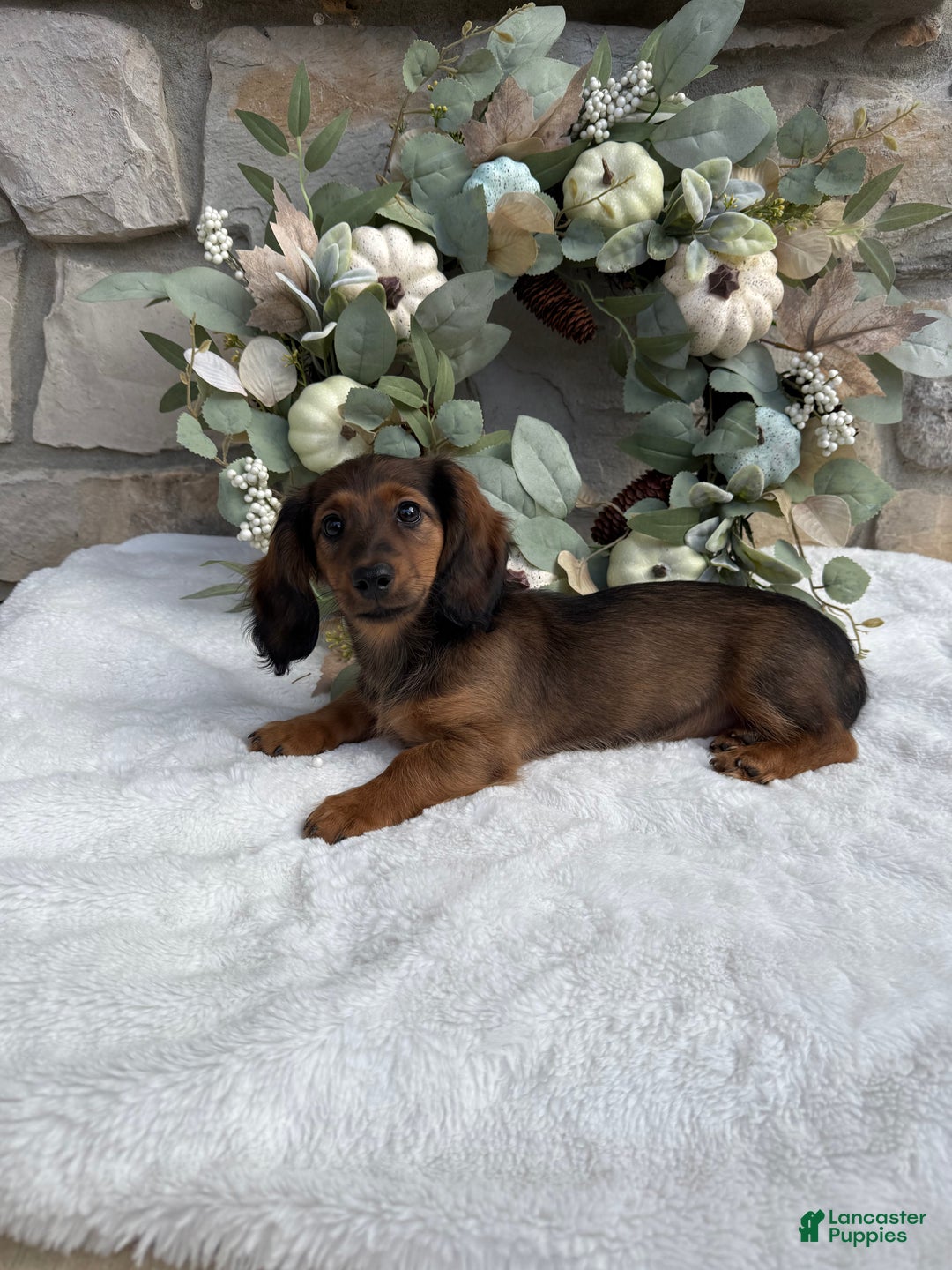 Miniature Dachshund dogs for sale: Miniature Dachshund Puppy 3 - Ad 2