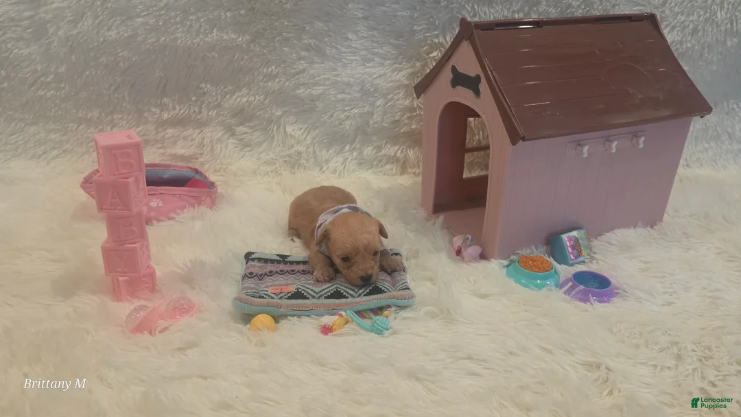 Yorkiepoo dogs for sale: Yorkiepoo 5 - Ad 2