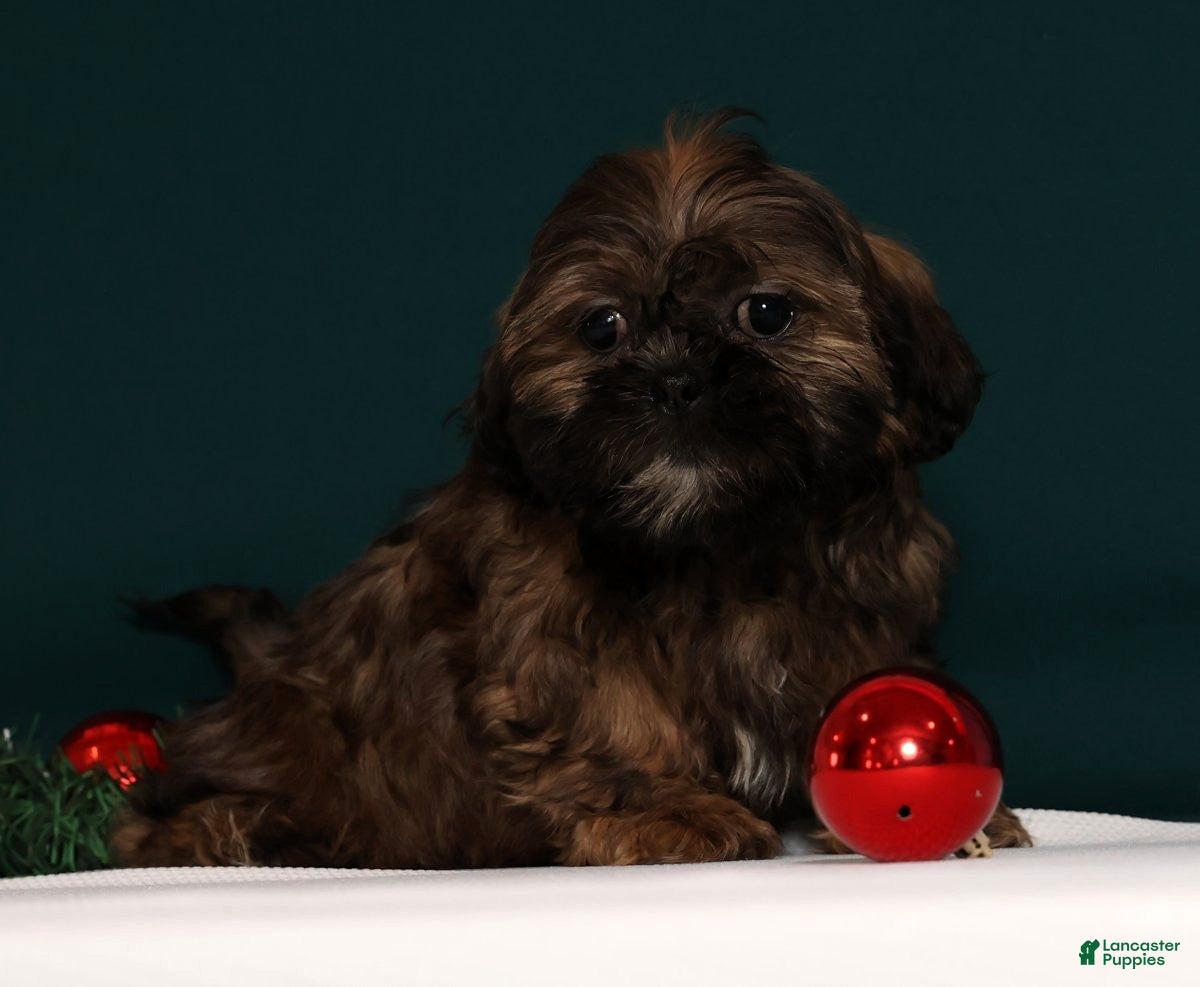 Teddy Bear dogs Cookie - Ad 9