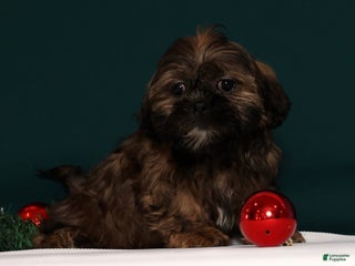 Teddy Bear dogs Cookie - Ad 37