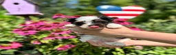 Biewer Terrier dogs for sale: Biewer Terrier 2 - Ad 9