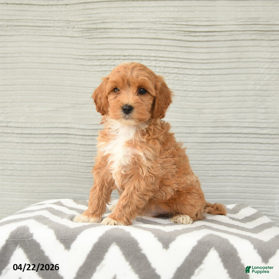 Shihpoo dogs George - Ad 1