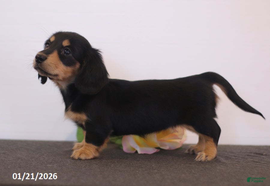 Miniature Dachshund dogs Wendy - Ad 2
