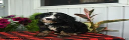 Mini Bernedoodle dogs for sale: Ruffles - Ad 4