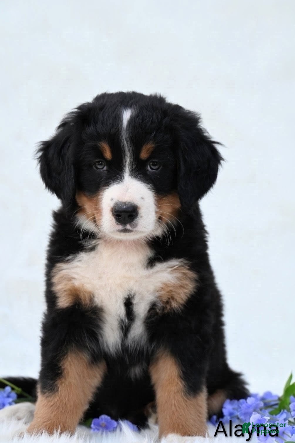 Bernese Mountain Dog dogs Alayna - Ad 2