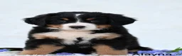 Bernese Mountain Dog dogs for sale: Alayna - Ad 2