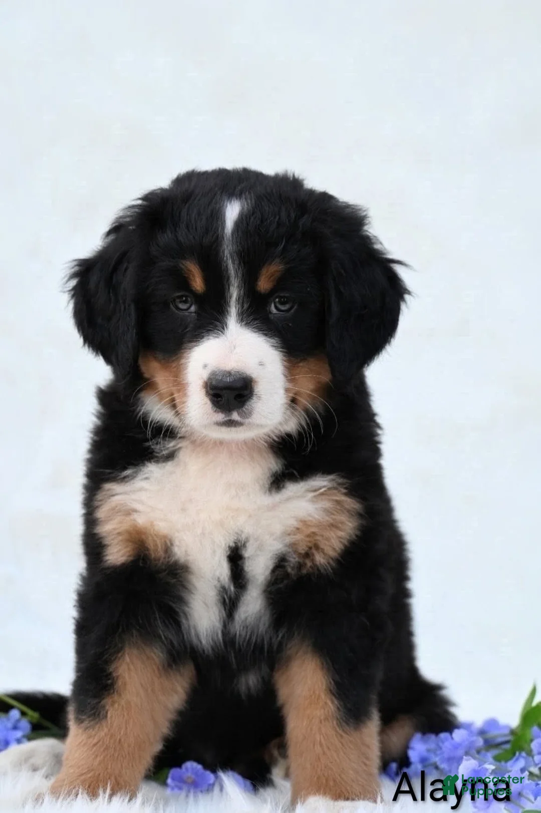 Bernese Mountain Dog dogs for sale: Alayna - Ad 2