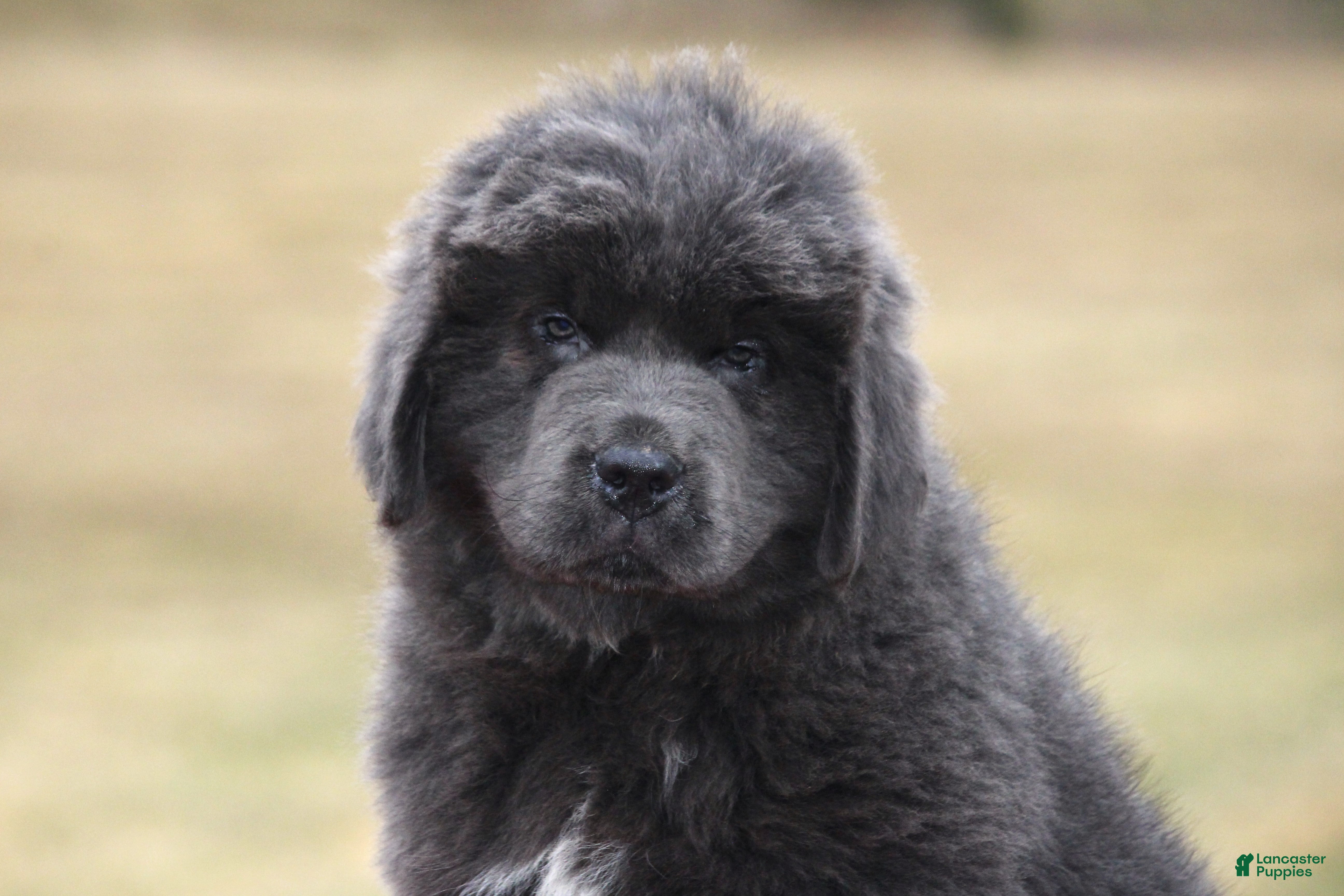 Newfoundland dogs Tess - Ad 5