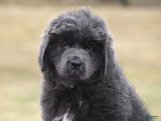 Newfoundland dogs Tess - Ad 3