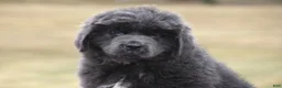 Newfoundland dogs for sale: Tess - Ad 8