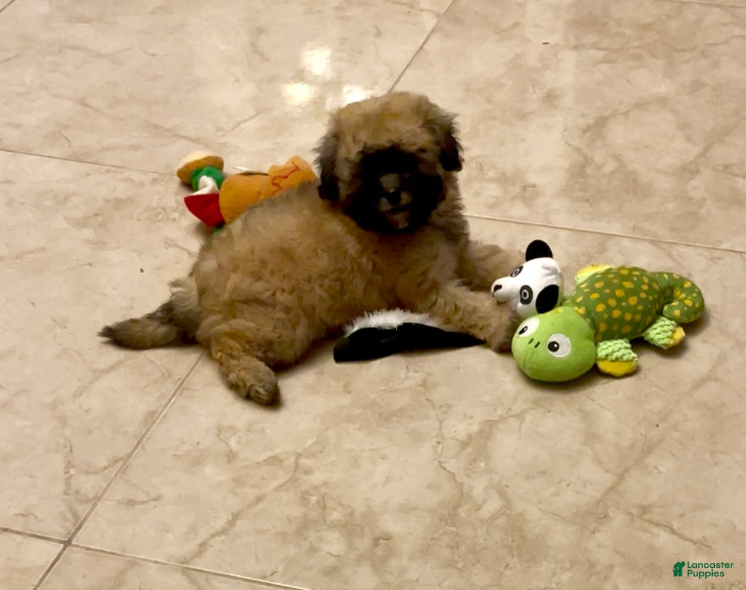 Shihpoo dogs for sale: Karli’s girl - Ad 2