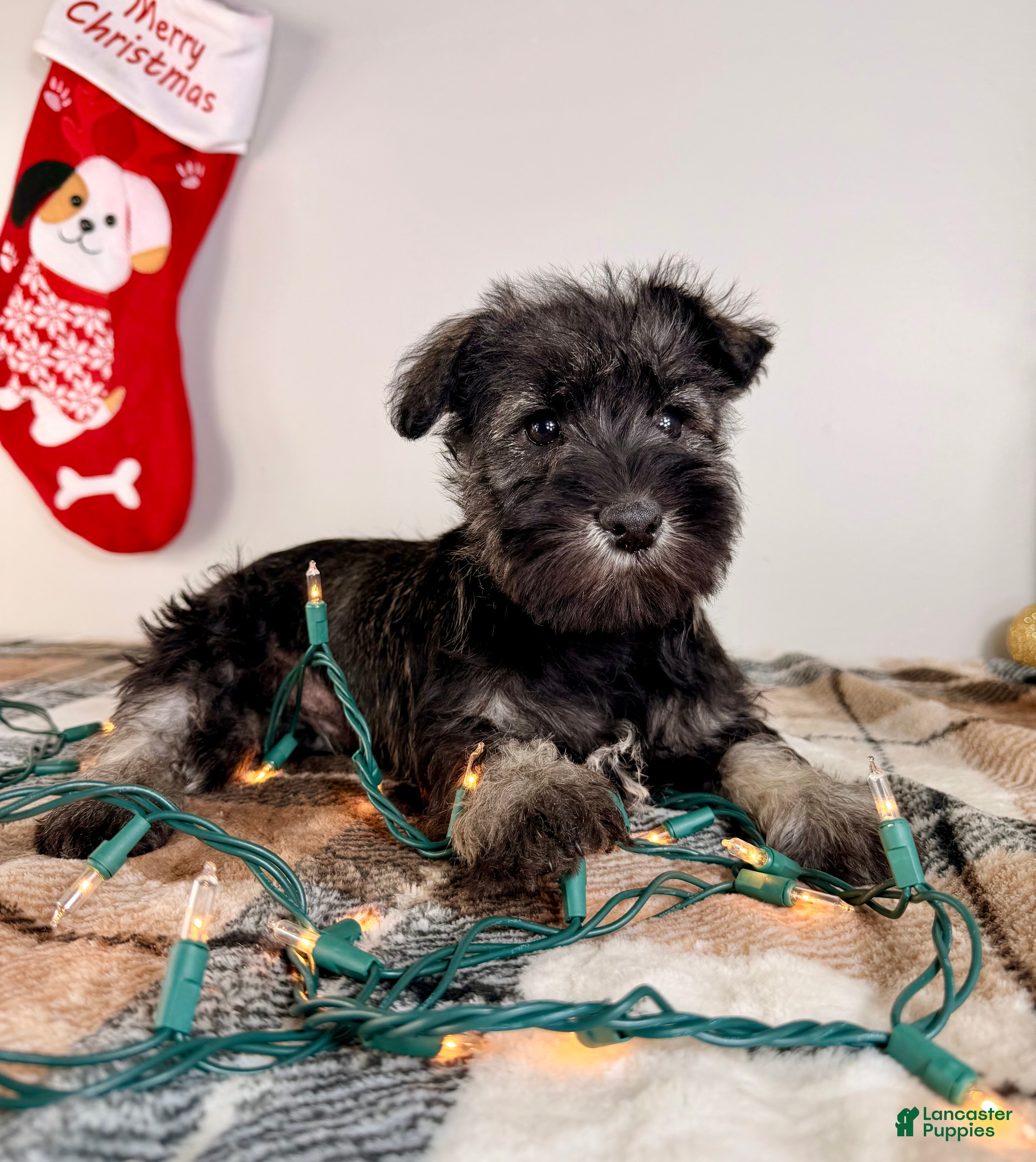Miniature Schnauzer dogs AKC Minnie - Ad 30